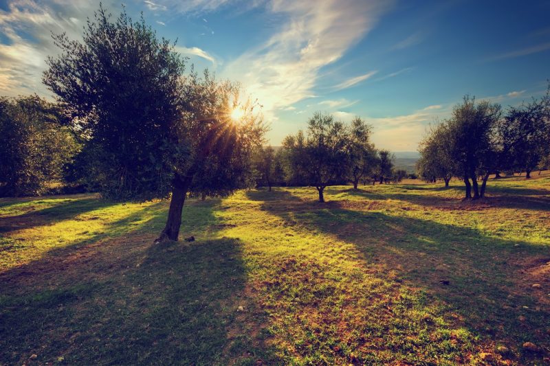 Olive trees in Tuscany, Italy at sunset. Sun shining through leaves. Vintage